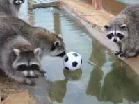 Kaiyun-三湘朱雀队鏖战洞庭战狼队，跆拳道附加赛险胜，核心复出即建功。定海神针仍在的简单介绍